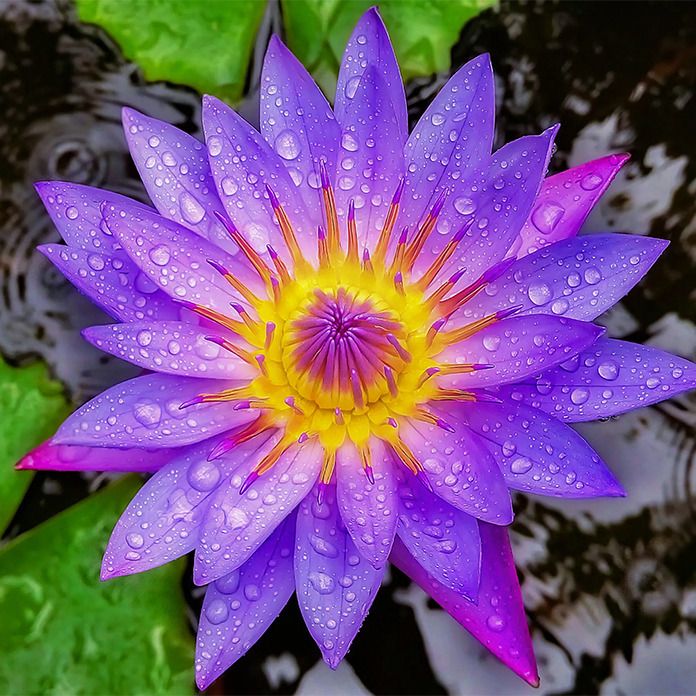 A vibrant, blooming Egyptian Blue Lotus flower with purple and pink petals covered in water droplets, floating on dark water next to green lily pads.